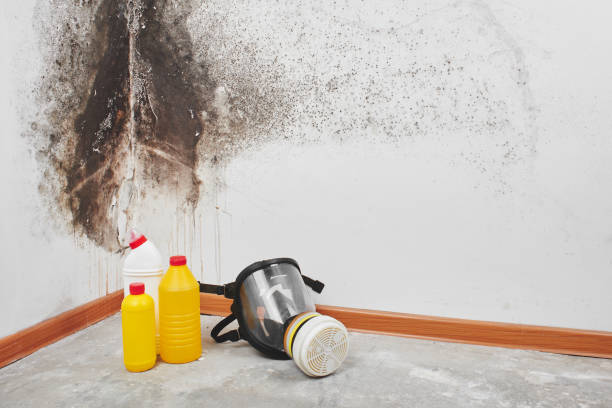 Best Attic Mold Removal  in Roaring Spring, PA
