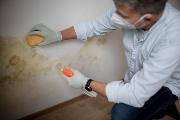 Best Residential Mold Removal  in Roaring Spring, PA