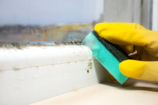 Best Attic Mold Removal  in Roaring Spring, PA