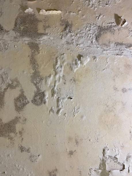 Best Local Mold Removal Service  in Roaring Spring, PA