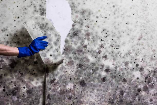 Best Professional Mold Removal  in Roaring Spring, PA